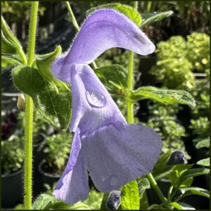 Salvia patens Chilcombe