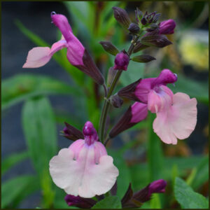Salvia Peach Melba