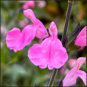 Salvia Pretty Pink