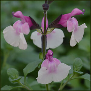 Salvia Raspberry Melba