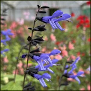 Salvia Rockin Blue Suede Shoes