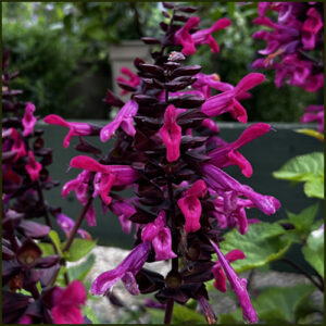 Salvia Rockin Fuchsia