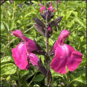 Salvia Strawberry Split