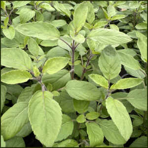 Basil Holy - Tulsi