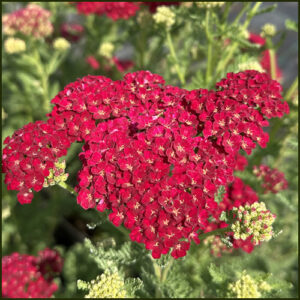 Achillea millefolium Tutti Frutti Pomegranate