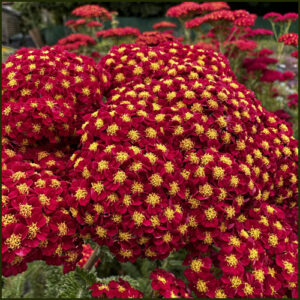 Achillea millefolium Strawberry Seduction