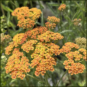 Achillea millefolium Terracotta