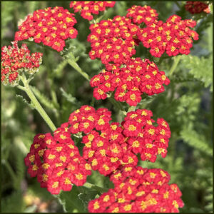 Achillea millefolium Walter Funcke