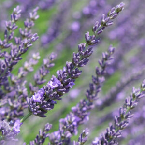 Lavender Phenomenal - Lavandula x intermedia