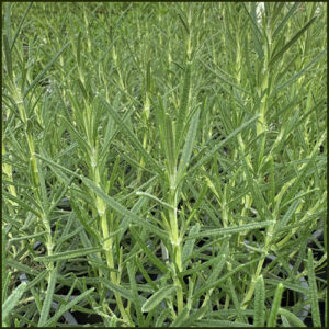 Rosemary Sissinghurst - Salvia rosmarinus
