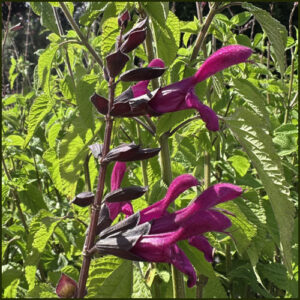 Salvia Berrry Blast