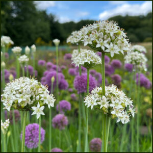 Allium Quattro White