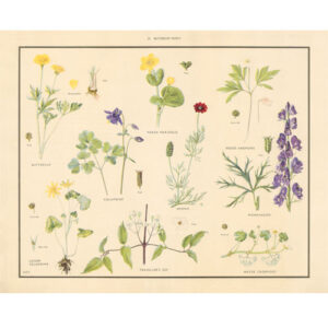 Vintage Botanical Poster Print – Buttercup Family