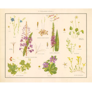 Vintage Botanical Poster Print - Miscellaneuous families 2