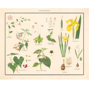 Vintage Botanical Poster Print - Miscellaneuous families 5