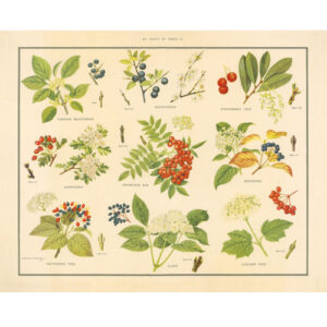 Vintage Botanical Poster Print - Parts of Trees