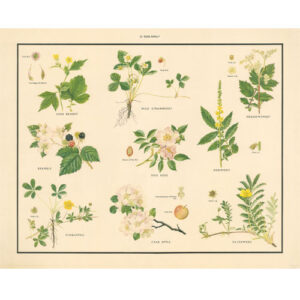 Vintage Botanical Poster Print - Rose family