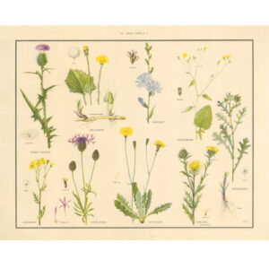 Vintage Botanical Poster Print - Daisy family