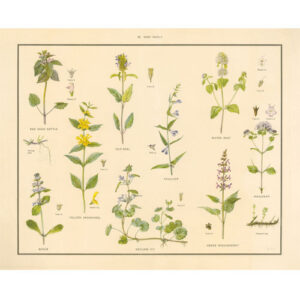 Vintage Botanical Poster Print - Mint family