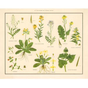 Vintage Botanical Poster Print - Wallflower and Primrose families